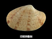 藏品(文文橫簾蛤)的圖片